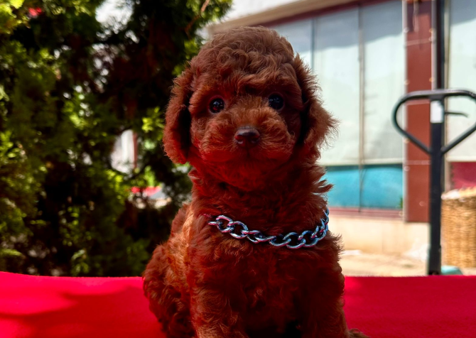 Red Brown Toy Poodle Yavrular